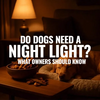 Do Dogs Need a Night Light? What Owners Should Know