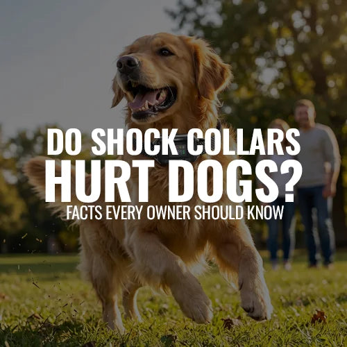 Do Shock Collars Hurt Dogs? Facts Every Owner Should Know