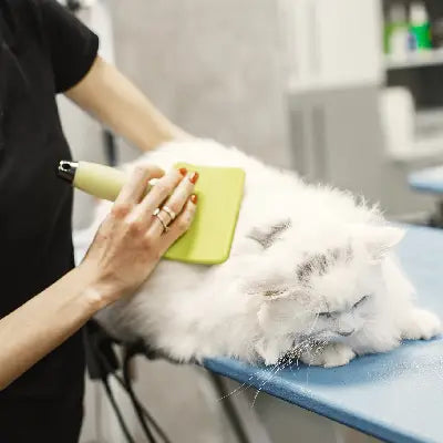 Essential Pet Grooming Tools Every Owner Should Have