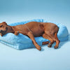 Benefits of Orthopedic Beds for Aging Dogs