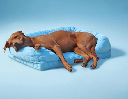 Benefits of Orthopedic Beds for Aging Dogs