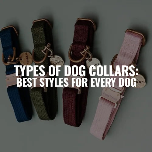 Types of Dog Collars: Best Styles for Every Dog