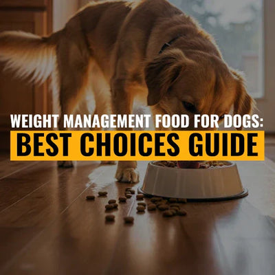 Weight Management Food for Dogs: Best Choices Guide