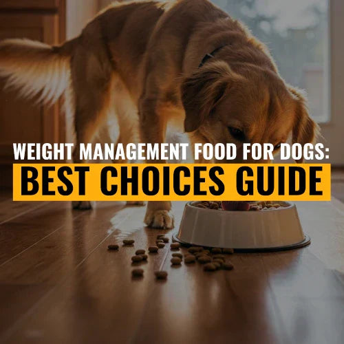 Weight Management Food for Dogs: Best Choices Guide