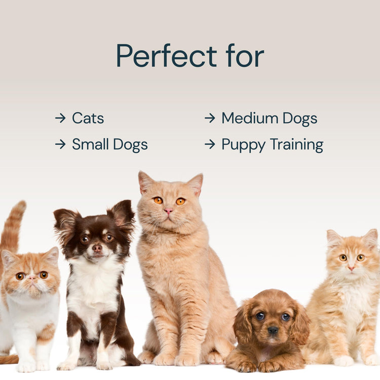 MalsiPree Cat & Dog Slow Feeder Bowl