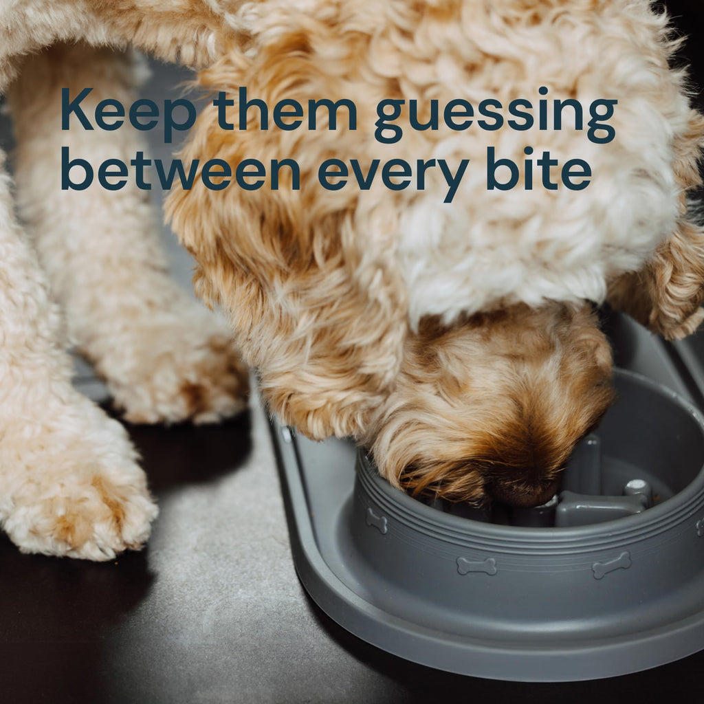 MalsiPree Cat & Dog Slow Feeder Bowl