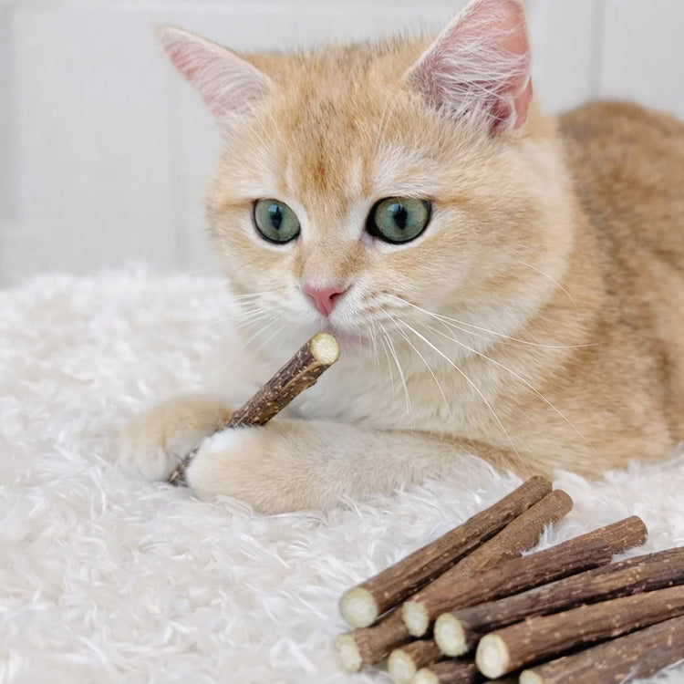 Silvervine Sticks Cat Chew Dental Cleaning Kitten Toy
