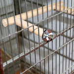 Wooden Bird Perch Stand Parrot Play Toys Supplies