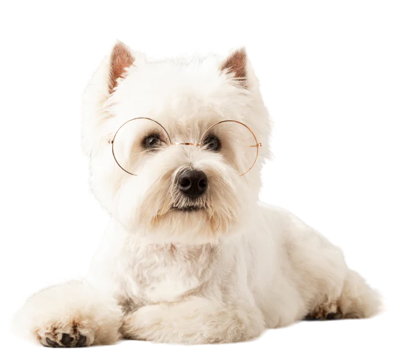 Happy Pets, Happy Owners